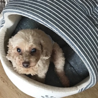 シニアの元気なトイプーケンタです。