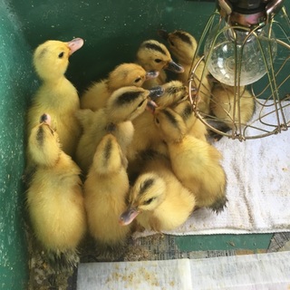 アイガモのヒナちゃんがたくさんいます！
