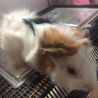 モルモット巻き毛です。