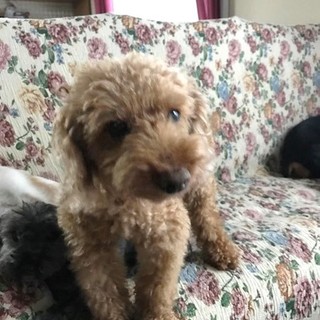 超がつくくらい性格花丸の男のコです。