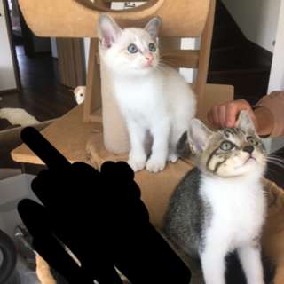 キャンセルのため再募集