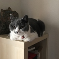 茶々