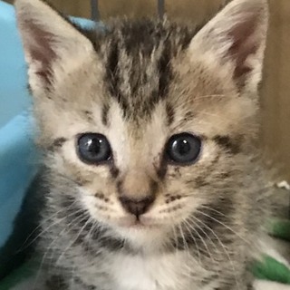 H29.5.15生まれの3兄弟「ベンベンくん」