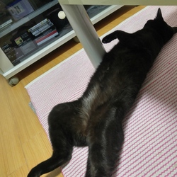 「ワクチン接種」サムネイル3