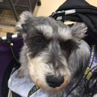 トライアル中募集中止ぽっちゃりももちゃん♀推定６歳