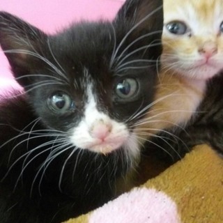 白黒マスクの『クゥちゃん』