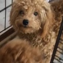 少し大きめの可愛いプードル