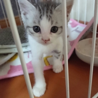 きゅーとなサバ白の女の子