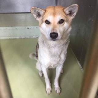 尻尾フリフリの人懐こい女の子つむぎちゃん