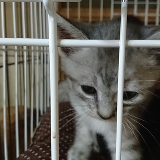 人懐っこいサバトラの男の子