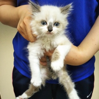 お見合決定募集停止・シャム系子猫★アスベル★