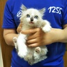 お見合決定募集停止・シャム系子猫★アスベル★ サムネイル2