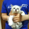 お見合決定募集停止・シャム系子猫★アスベル★ サムネイル3