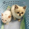 お見合決定募集停止・シャム系子猫★アスベル★ サムネイル6
