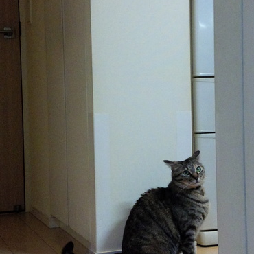 猫が３頭います！照明スイッチの上に、２頭いるのでした～。ニトリで衝動買い★