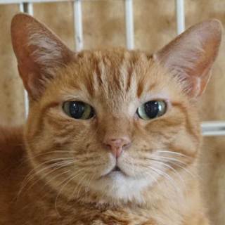 人間大好き孤高の「ピー」ちゃん