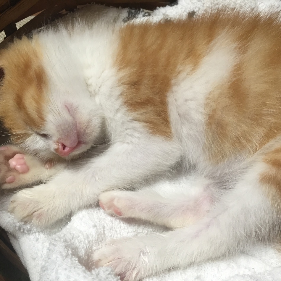 クッキーのカバー写真