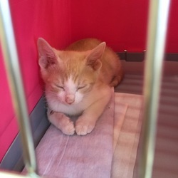 「動物病院」サムネイル2