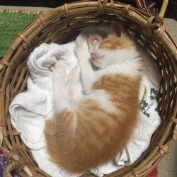 「動物病院」サムネイル3