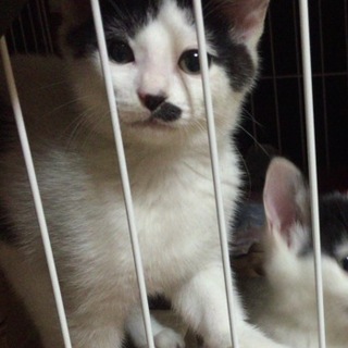 遊ぶの大好き！人にも猫にもフレンドリーな甘えん坊