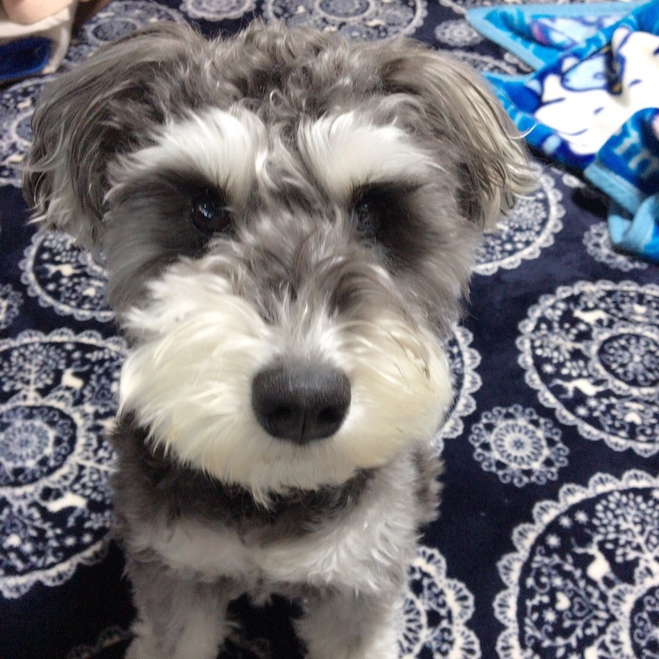 クロムのカバー写真