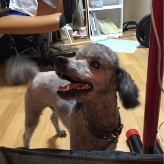 里親さん募集。シルバーのミニチュアプードル♂2歳