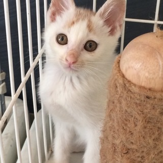 白茶子猫ちゃん