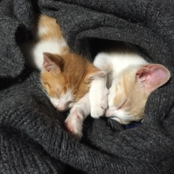 「仲良し」サムネイル3