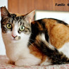 熊本被災猫　白三毛のゆうちゃん　里親募集中！ サムネイル3