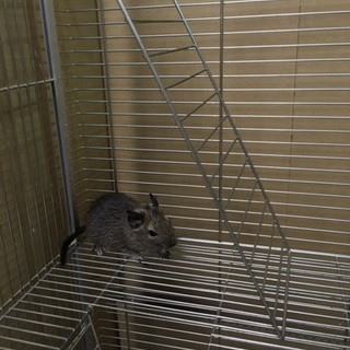 デグーベビー10匹 1年デグー3匹譲ります