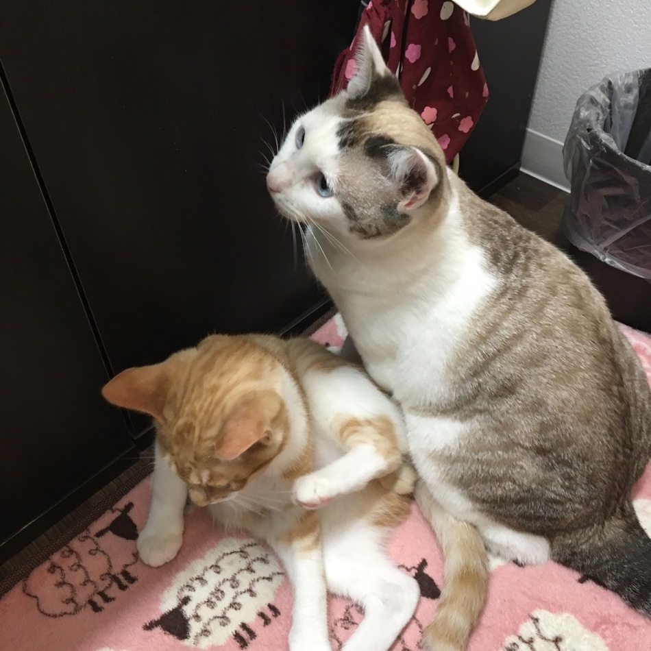 春来のカバー写真