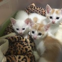 元気な茶トラ白のワンパク甘えん坊兄弟です