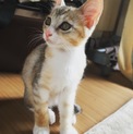 マイペースで甘えんぼうな男の子！兄弟で募集中です