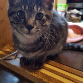 ♂子猫里親募集中！