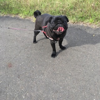 パグの里親募集です
