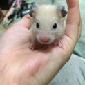 キンクマベビー 2匹 メス 里親募集します！
