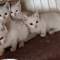 真っ白兄弟の子猫ちゃん☆一匹からでも可☆