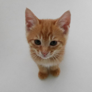 ネコ虎出品 茶トラの仔猫兄妹里親募集中」東京都 - 猫の里親募集(162614