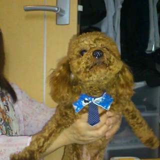 可愛がってもらえる里親さん探してます！