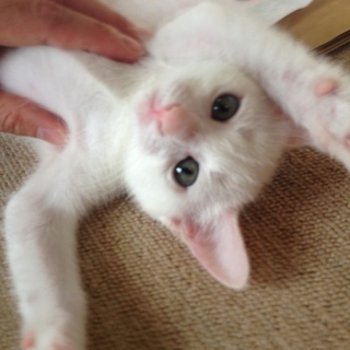 まゆげある白ネコ