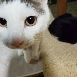 再募集になりますハーちゃん