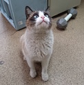 ブルーアイ★シャムミックスの美人猫！！