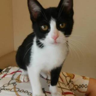 僕、男の子だよ。草食系っていわれるよ。