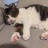 ふも親