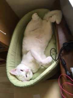 スタッドテイル。」（96ねこさんのペットログ #15662） :: ペットの