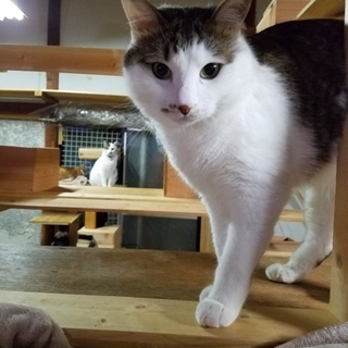 再募集です甘えたいだいちゃん