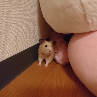 お豆腐好きのキンクマくんの家族を探しています！