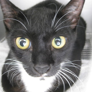 緊急！助けて下さい！期限7月3日迄！