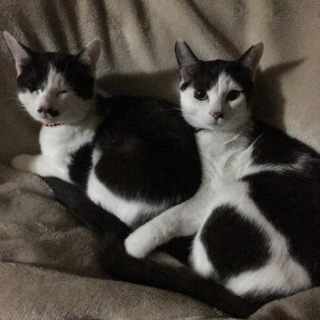 兄弟のおとなしい子達です