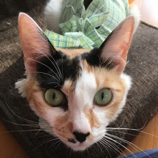 寂しがりのみゆちゃんです